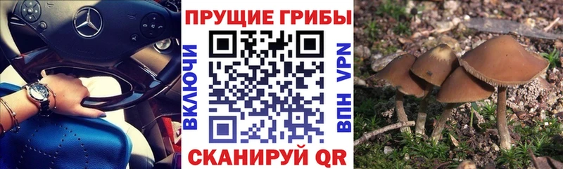 Галлюциногенные грибы Psilocybe  Купить где  Белореченск 